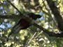 CostaRica06 - 120 * Resplendant Quetzal